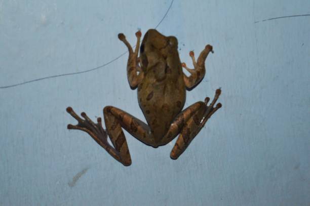 istock frog with golden skin 1424560159