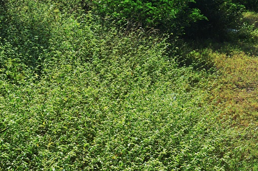 very beautiful wild flowers growing on the bush