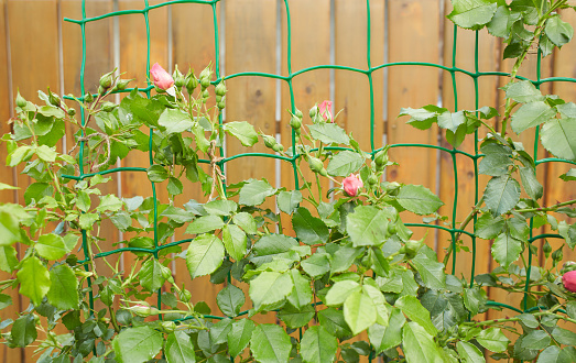 Close-up of climbing pink roses with green leaves on a blurry background. Bunches on the arch. Close-up of climbing pink roses with green leaves on a blurry background. Bunches on the arch