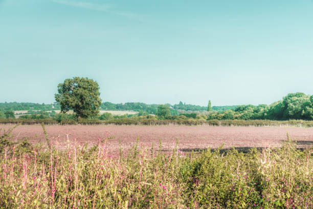 grande blu cielo estivo verde aziende - crop buckinghamshire hill pasture foto e immagini stock