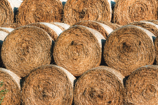 Stacked Straw Hay Bails