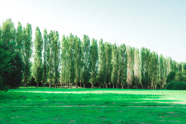 istock Summer Landscape in park 1424562466