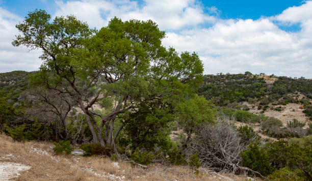 istock Mesquite tree in Texas Hill country on a ridge 1424562997