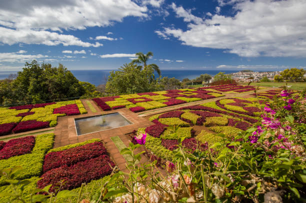 istock Flower carpet in Madeira Botanical Garden 1424563037