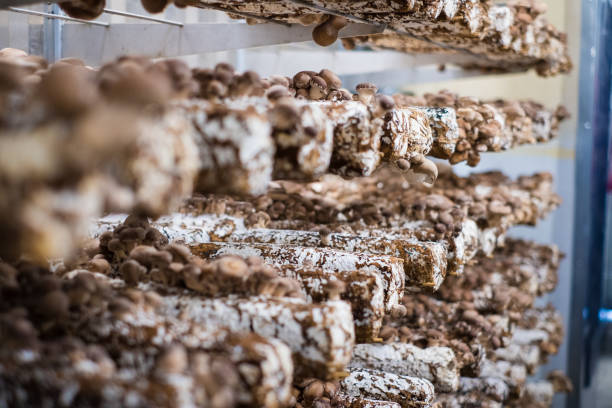 istock Shitake is gourmet and medicinal mushroom. 1424564564