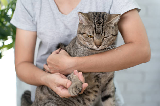 istock Cute tabby cat in owner's embrace. 1424571065