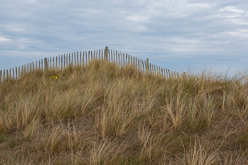 Marram grass and sand dunes on the North Devon coast at Northam Burrows.