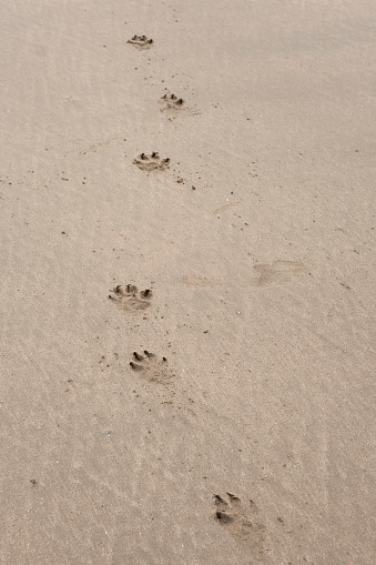 Fresh human footprints on dry sand in sunny summer day. Go forward. Top view. Empty place for text, quote or sayings.
