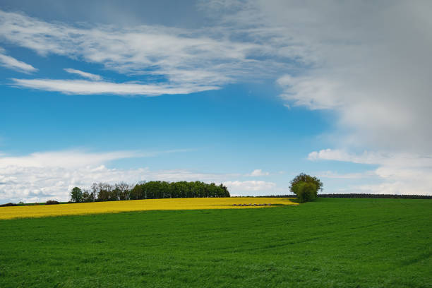 istock white cloud on blue sky background with sunshine 1424573275