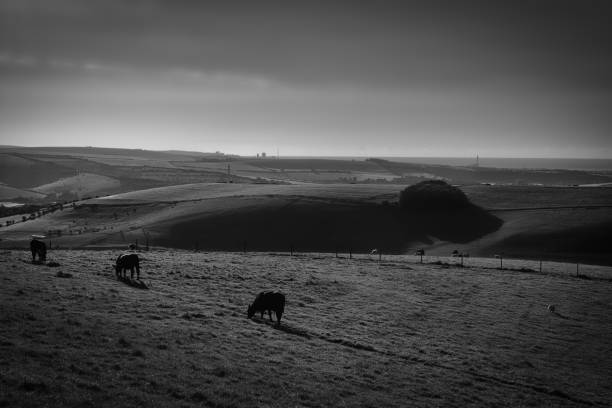istock Grazing in the bowl 1424573372