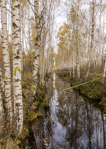 autumn landscape with a bog ditch, colorful trees on the side of the ditch, white birch trunks and yellow leaves reflected in the water of a dark bog ditch, Seda moor, Seda, Latvia