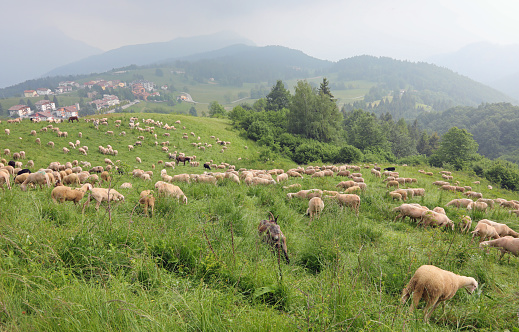 flock with many white sheep already shorn for the production of wool grazing in the mountains