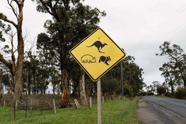 A yellow sign on the side of an Australian road warning traffic of native animals, pictured is a kangaroo, Koala and a wombat.  sign is in the centre of the photo A yellow sign on the side of an Australian road warning traffic of native animals, pictured is a kangaroo, Koala and a wombat.  sign is in the centre of the photo kangaroo crossing sign stock pictures, royalty-free photos & images