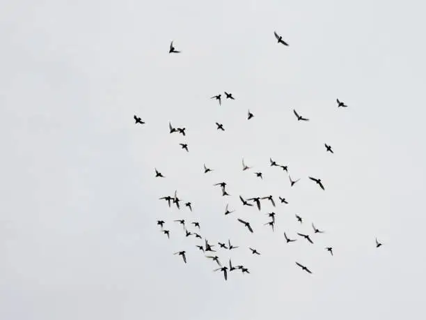 Photo of Birds flying.