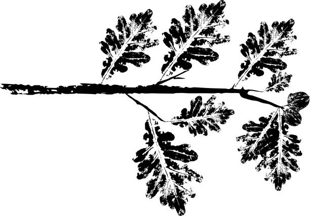 ilustrações de stock, clip art, desenhos animados e ícones de black oak branch with leaf stamp. imprint of fallen leaves. - oak leaf leaf oak tree spring