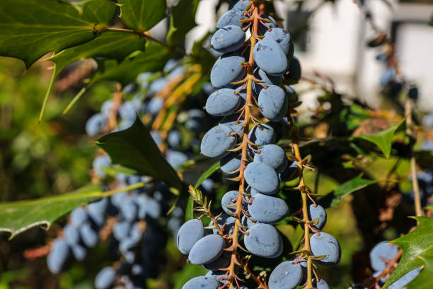 Berberis bealei, also known as leatherleaf mahonia, Beale's barberry, or Oregon grape, is a species of evergreen shrub native to mainland China.