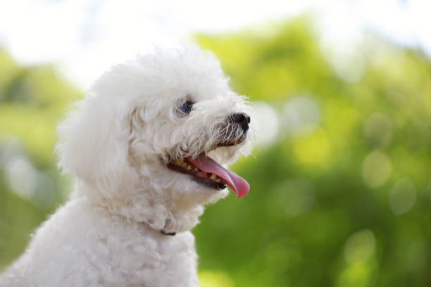 istock Cute White Bichon In A Park 1424580966
