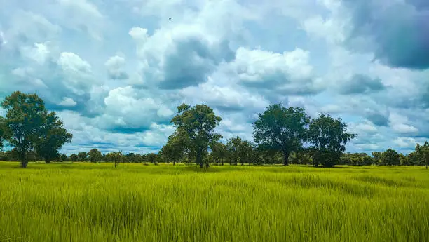 The beautiful blue sky with trees and yellow ricefield farmland.