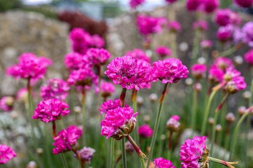 Armeria maritima, the thrift, sea thrift or sea pink, is a species of flowering plant in the family Plumbaginaceae.