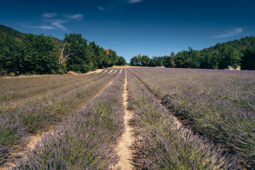 lavanda flowers field