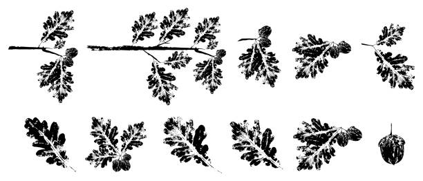 istock Set of black oak branch with Leaf stamp. Imprint of fallen leaves. 1424583194
