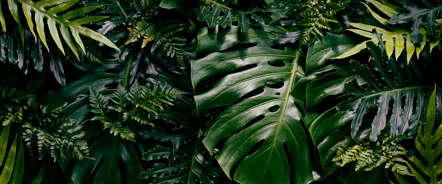 closeup of green tropical leaves