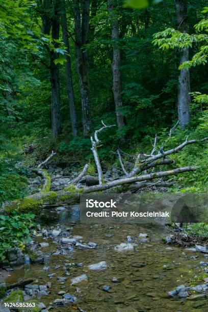 Bieszczady Mountains Poland The Wildest Region In The Poland Zwiezlo Nature Reserve Poland Stock Photo - Download Image Now
