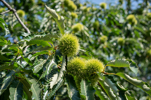 Green chestnut in tree