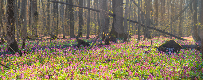 Dense carpet of pink flowering plants of Corydalis cava on spring forest floor. Selective focus, banner