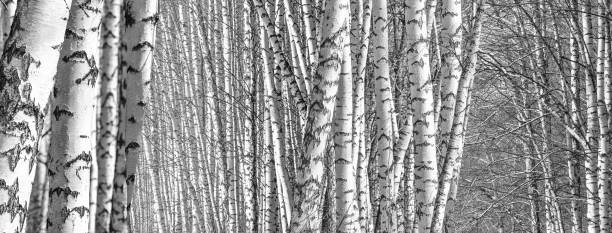 istock Birch grove on a spring day, landscape banner 1424586683