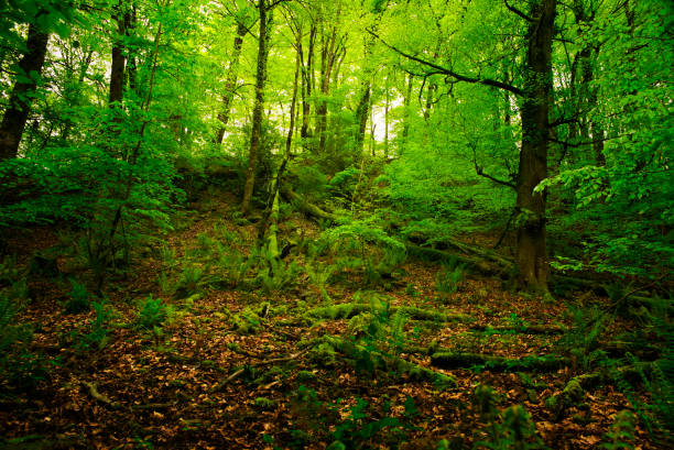 The dense woodland surrounding Lyons-la-Foret.
