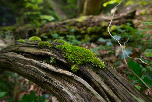 istock Closeup of tree trunk with moss 1424589941