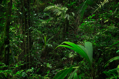Forest landscape in central america with trees, dirt roads, moss and ferns