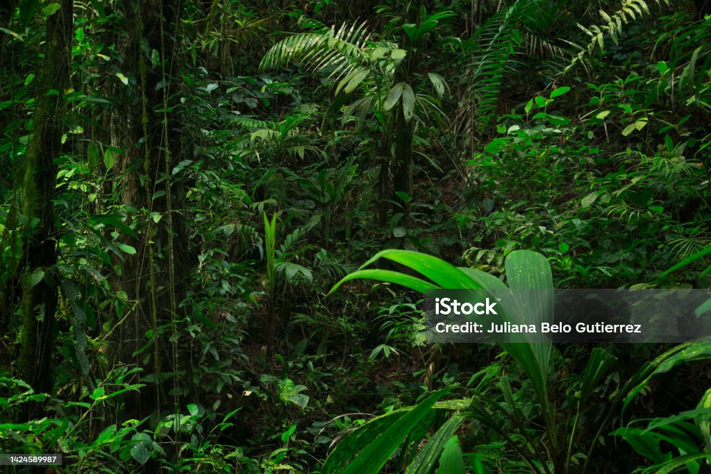 Forest landscape in central america with trees, dirt roads, moss and ferns Rainforest Stock Photo