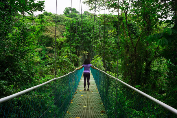 person walking on suspension bridge in central america - monteverde cloud forest imagens e fotografias de stock