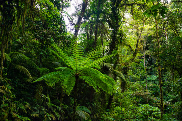 istock Forest landscape with trees, moss and ferns 1424590132