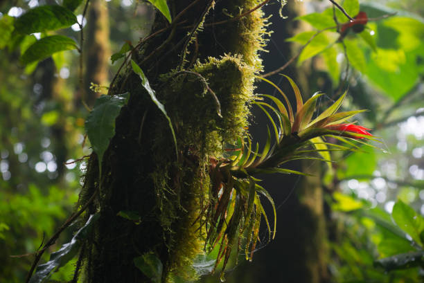 Close-up of bromeliads in forest background