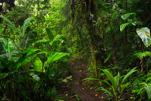 Forest landscape in central america
