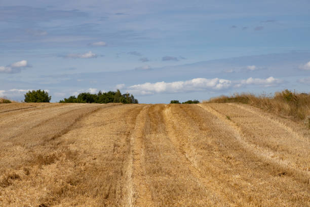 istock Golden stubble fields after the harvest, Poland 1424592758