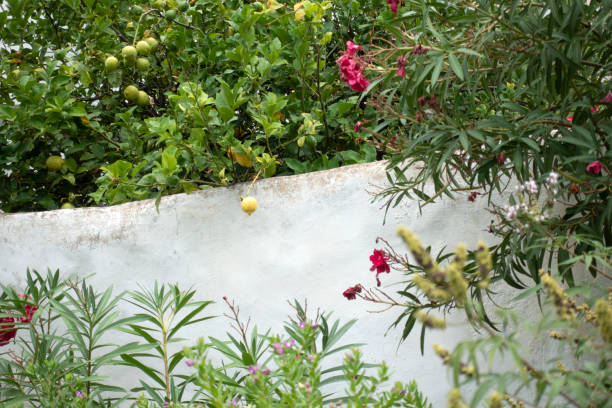 Lemon tree