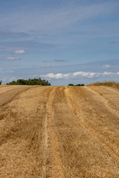 istock Golden stubble fields after the harvest, Poland 1424593055