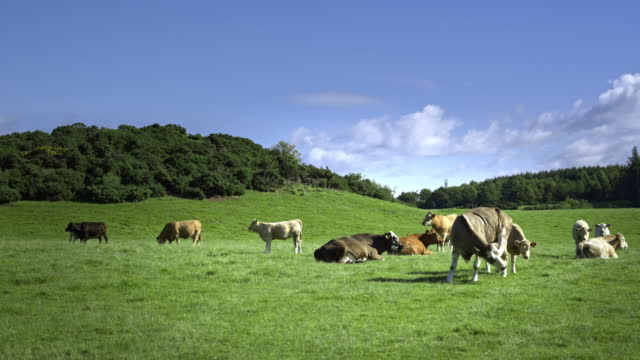 Beef cattle and calves grazing in a field in Scotland