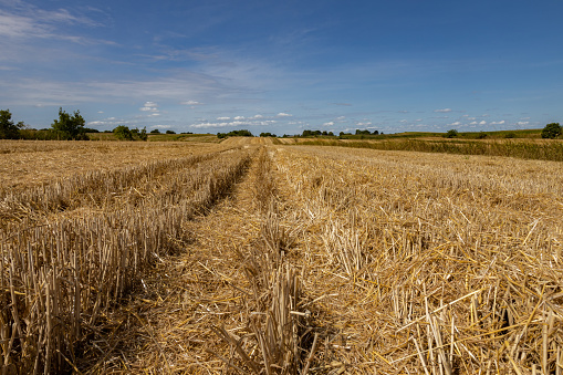 Extensive golden stubble fields after the harvest on a sunny day with a beautiful blue sky, ounty podkarpackie , Poland