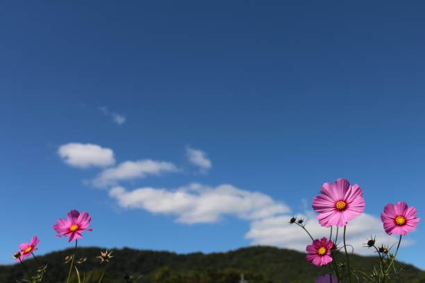 istock beautiful cosmos field 1424593641