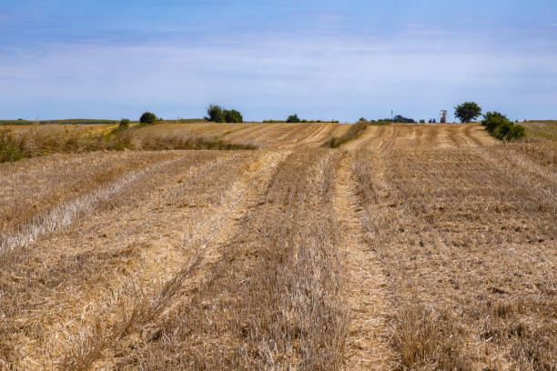 istock Golden stubble fields after the harvest, Poland 1424593787