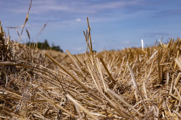 istock Golden stubble fields after the harvest, Poland 1424593843