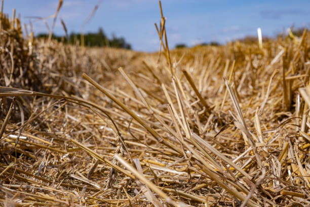 istock Golden stubble fields after the harvest, Poland 1424593894