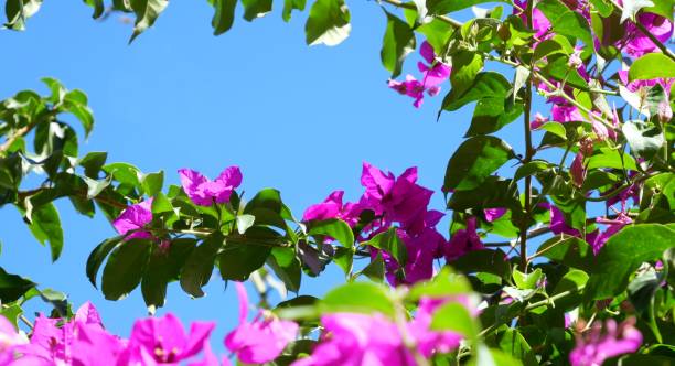 istock Pink bougainvillea with blue sky 1424594152