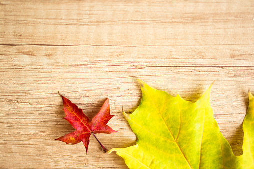 Background of many yellow maple leaves with space for text on a wooden background. Autumn Leaf Background.