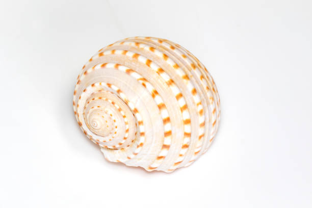 Image of seashells tonna tesselata on a white background. Undersea Animals. Sea Shells. stock photo